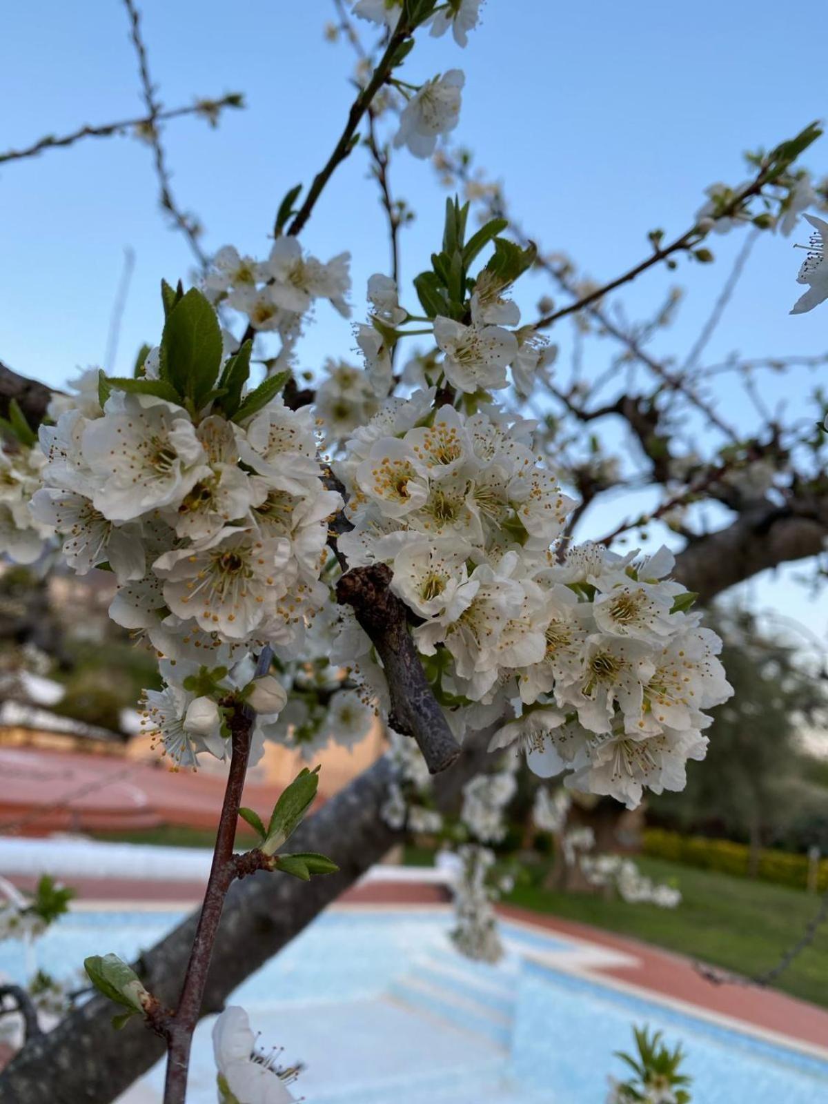 B&B La Rosa Салерно Екстер'єр фото